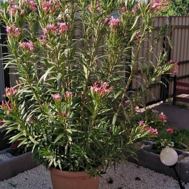 Géczi Bernadett kertje 05